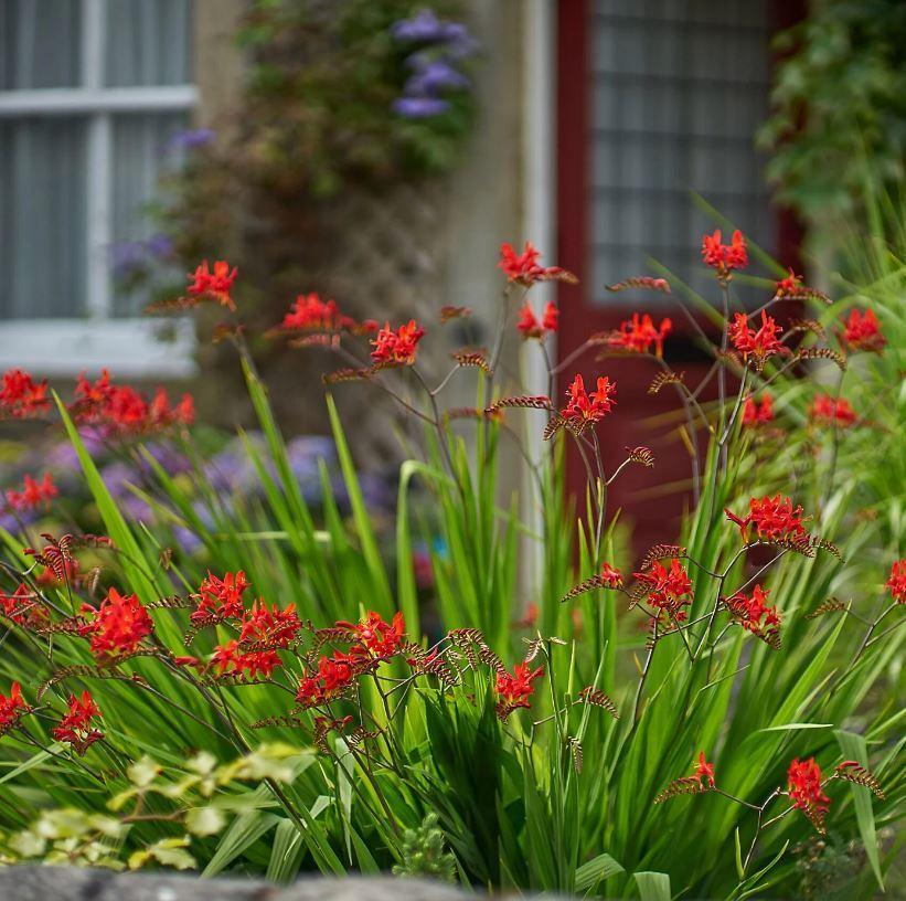 Crocosmia 'Lucifer' zaden zaad zaadjes. Montbretia 0,35 euro, Verzenden, Voorjaar, Halfschaduw, Zaad