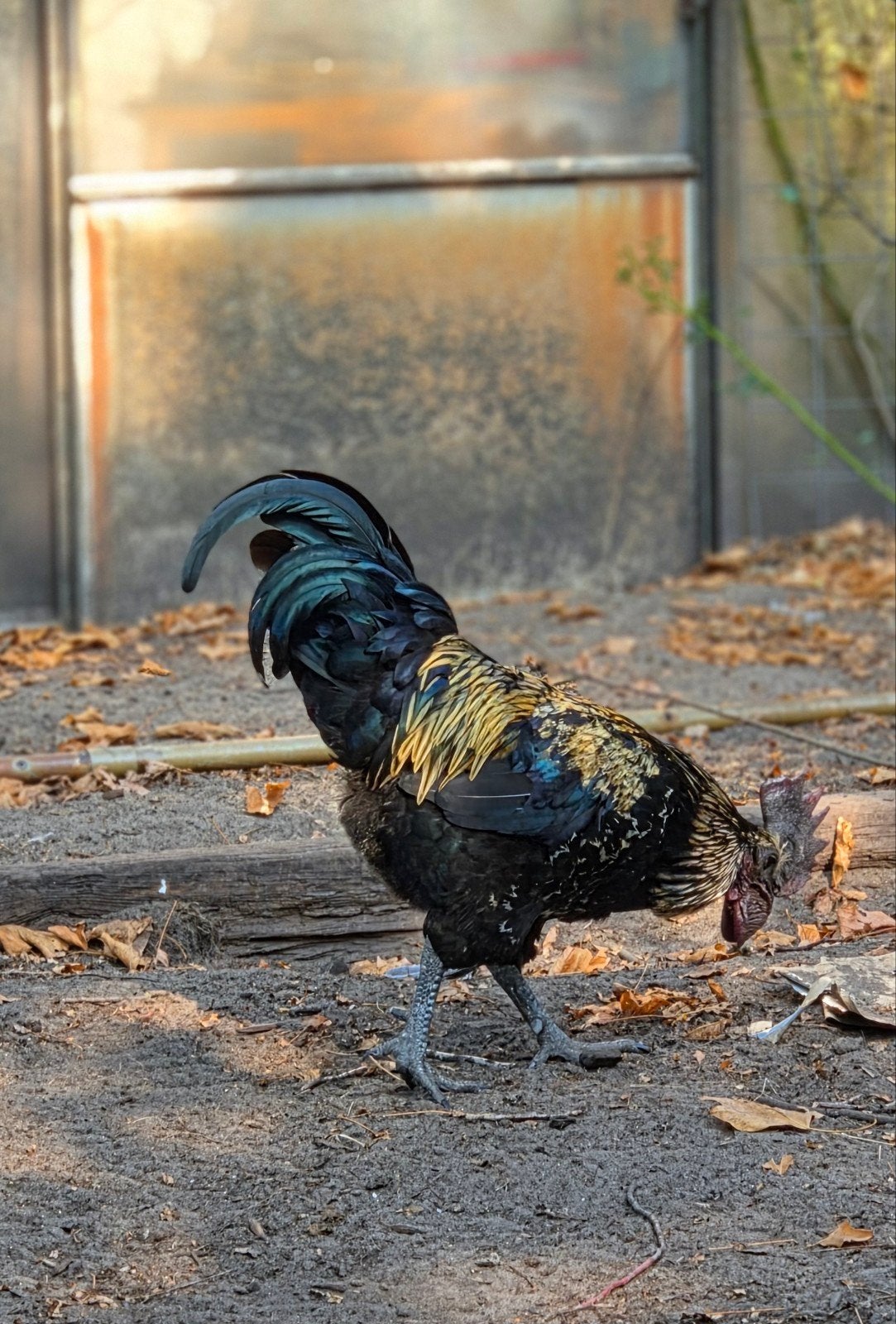 hanen aangeboden, Dieren en Toebehoren, Pluimvee, Mannelijk, Kip