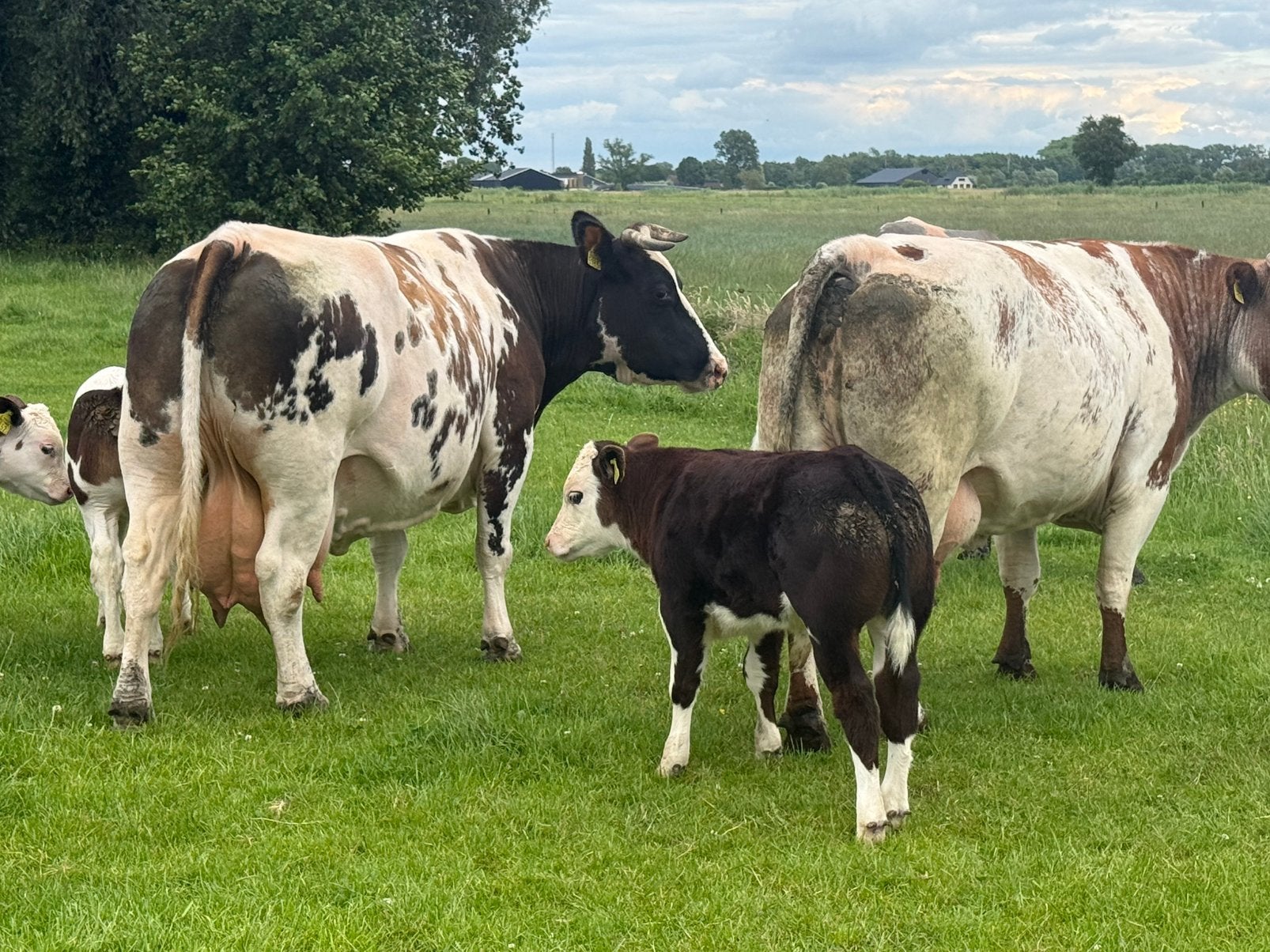 4 luxe zoogstellen te koop, Dieren en Toebehoren, Runderen, Mannelijk