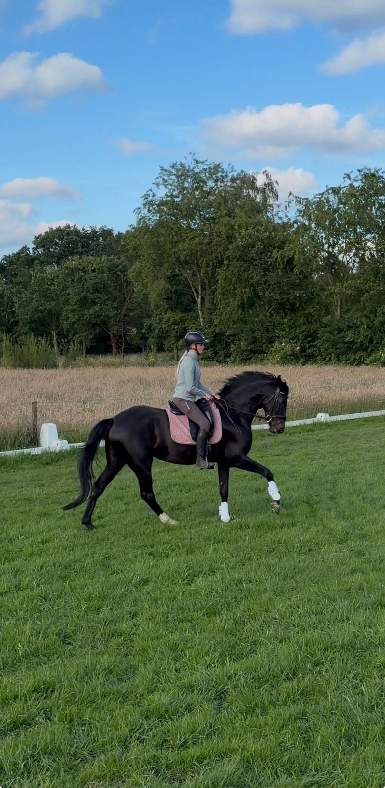 Brave 4 jarige Dressuur merrie, Dieren en Toebehoren, Paarden, Merrie, Dressuurpaard, 3 tot 6 jaar