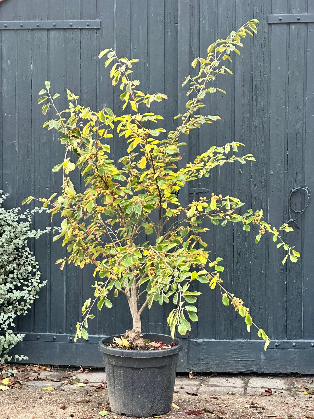 Hamamelis  'Arnold Promise' en ‘Diane’ (toverhazelaar), Overige soorten, 100 tot 250 cm, Zomer, Ophalen