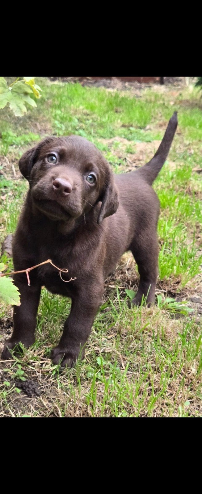 Labrador Retriever-puppy's kosten 950 euro, 8 tot 15 weken, Labrador retriever, Meerdere, Nederland