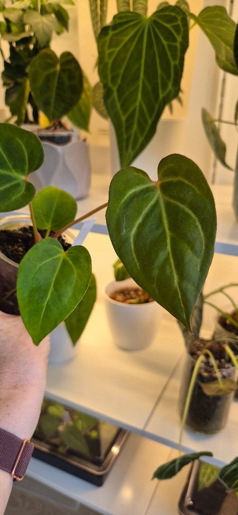 Anthurium King of Spades HU (KOS HU) x Forgetii Dark Form, Ophalen of Verzenden, Halfschaduw, Minder dan 100 cm