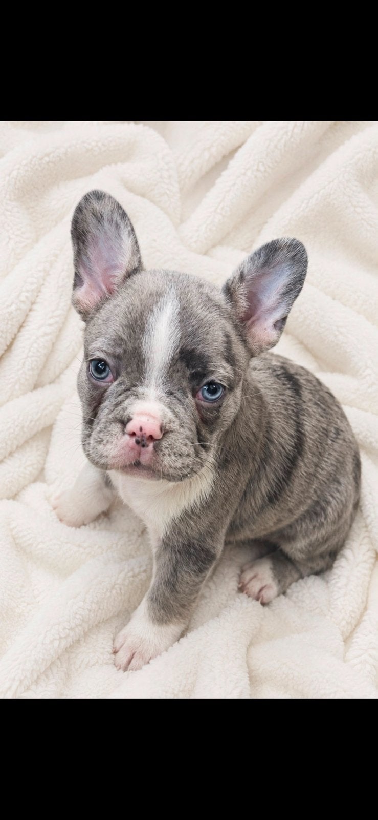 Franse bulldog pups, Dieren en Toebehoren, Parvo, 8 tot 15 weken, Bulldog, Meerdere