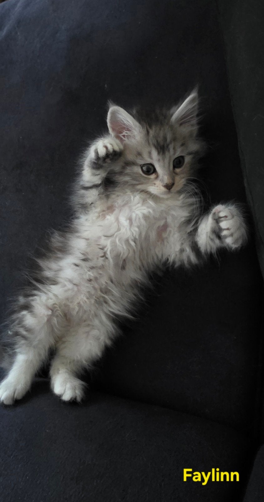 Maine Coon kittens met stamboom, chip, ouders getest, Dieren en Toebehoren, Katten en Kittens | Raskatten | Langhaar, Meerdere dieren