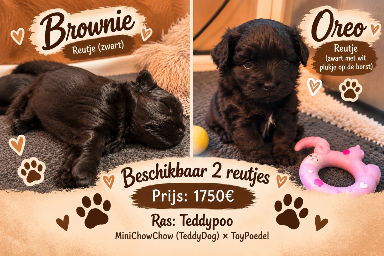 🧸 Teddypoo (TeddydogXToyPoedel) pups Geboren! 2🎀 🐶2💙🐶🐾, Dieren en Toebehoren, Poedel, CDV (hondenziekte), 8 tot 15 weken