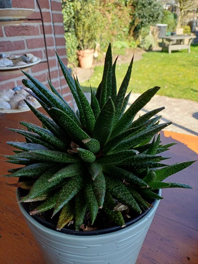 Vetplant: Dwergaloë (Aristaloe aristata) in pot, Huis en Inrichting, Kamerplanten, Ophalen, Vetplant, In pot, Minder dan 100 cm
