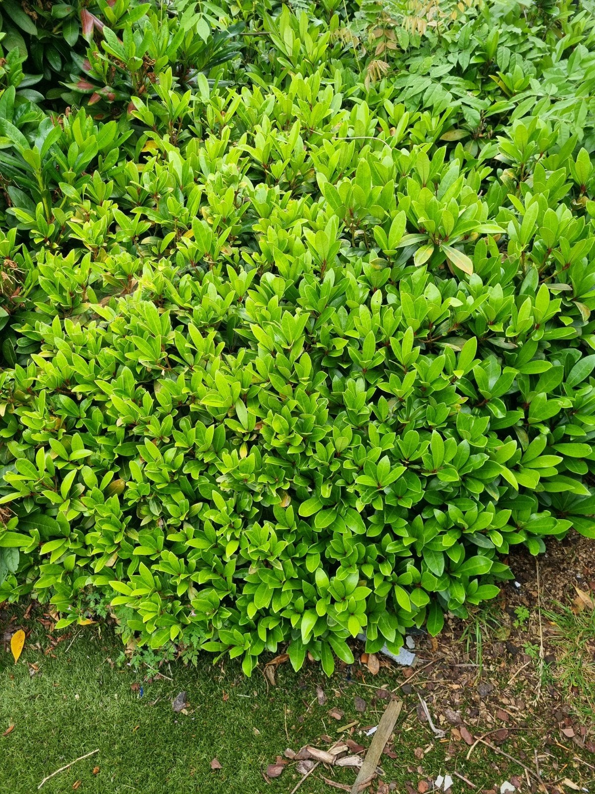 Struiken groenblijvend, Tuin en Terras, Ophalen, Overige soorten