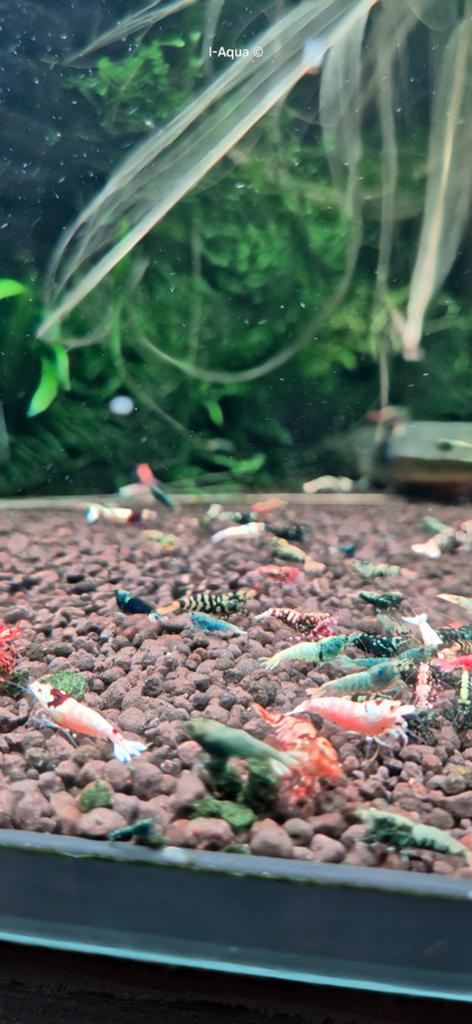 Foto 10 van Skittles caridina garnalen bezorging mix 10+5 gratis!