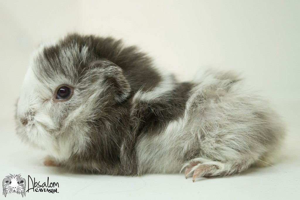 Choco zilvervos witte california choco peruvian cavia, Dieren en Toebehoren, Knaagdieren, Cavia, Augustus, Mannelijk, Tam