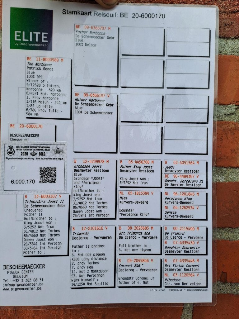 koppel kweek duiven elite van de scheermaeker, Dieren en Toebehoren, Meerdere dieren, Postduif