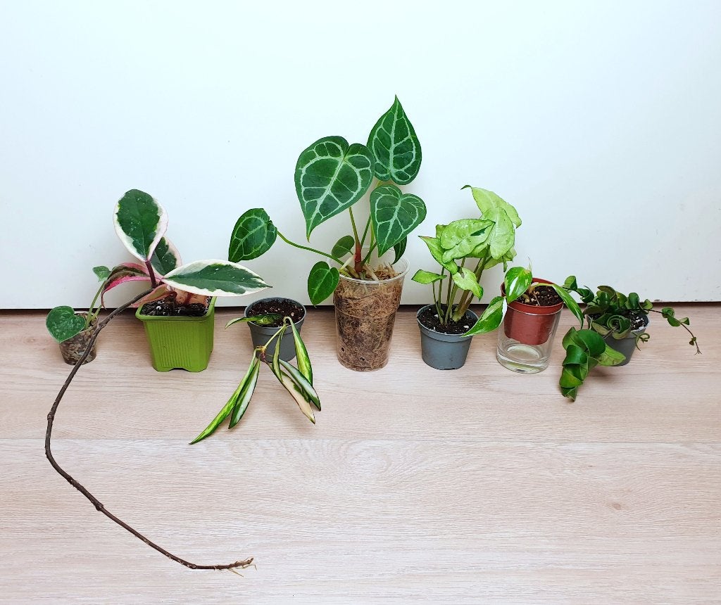 Heel mooi baby plantjes set, hoya, anthurium, syngonium, Huis en Inrichting, Kamerplanten, Ophalen, Overige soorten, Halfschaduw