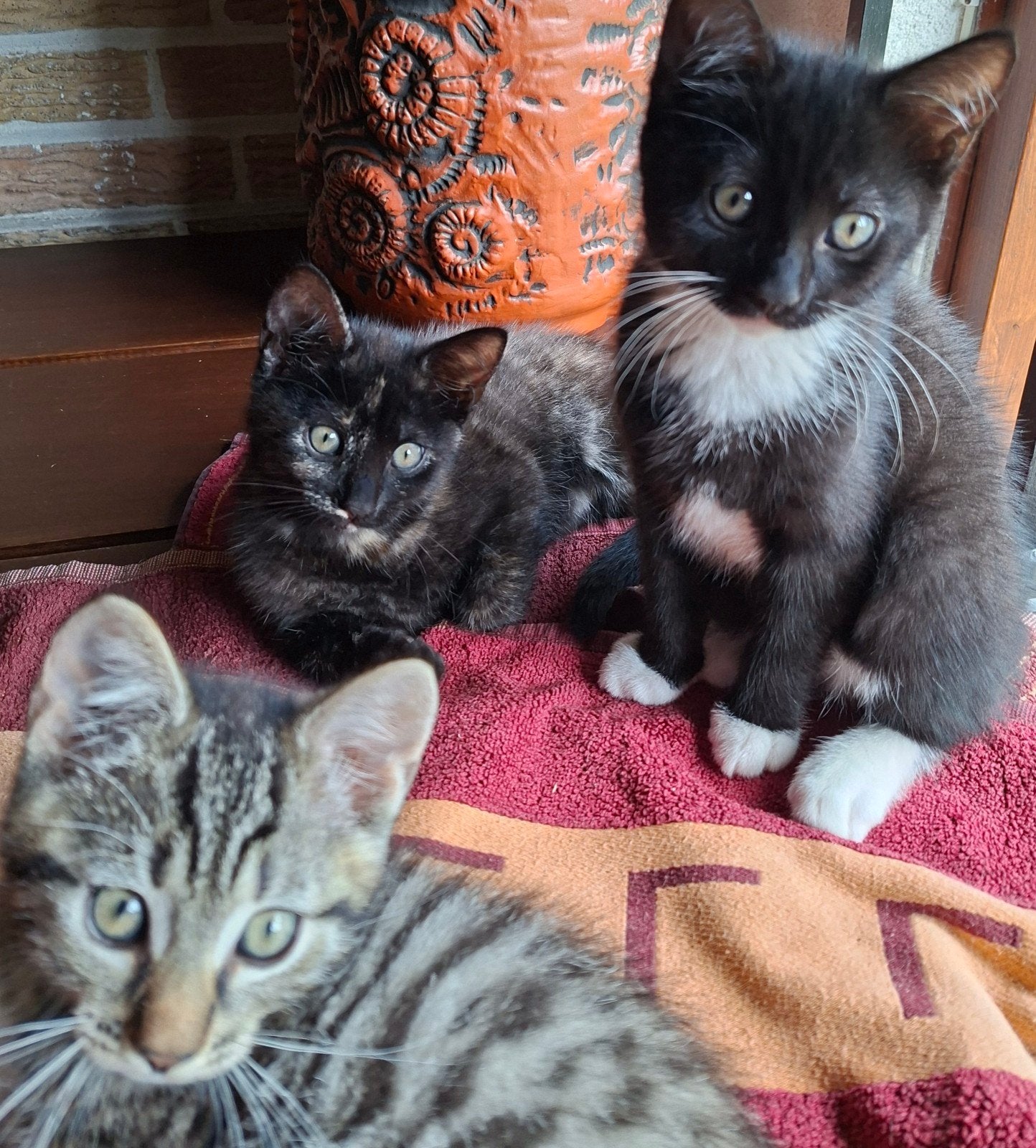 Lieve kittens