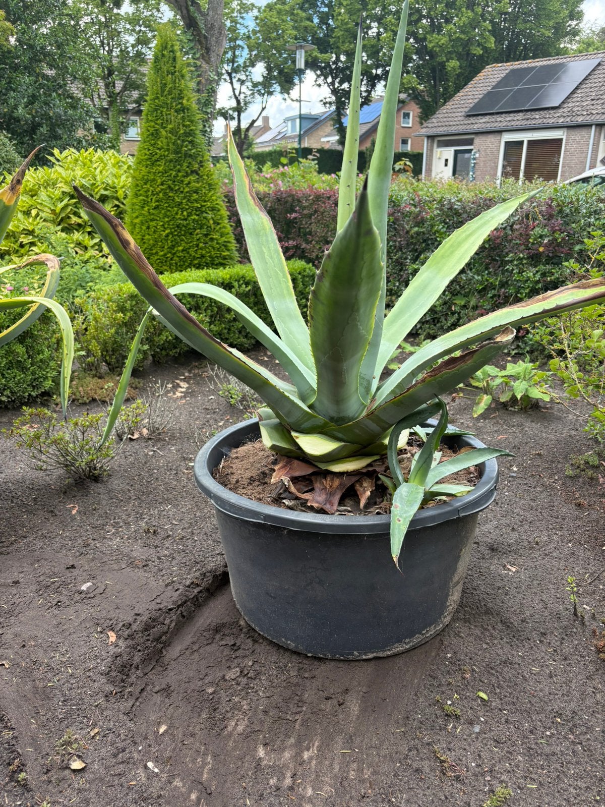 Agave, twee stuks. +/_ 85/100 jaar oud, Volle zon, Vaste plant, Bloeit niet, Ophalen
