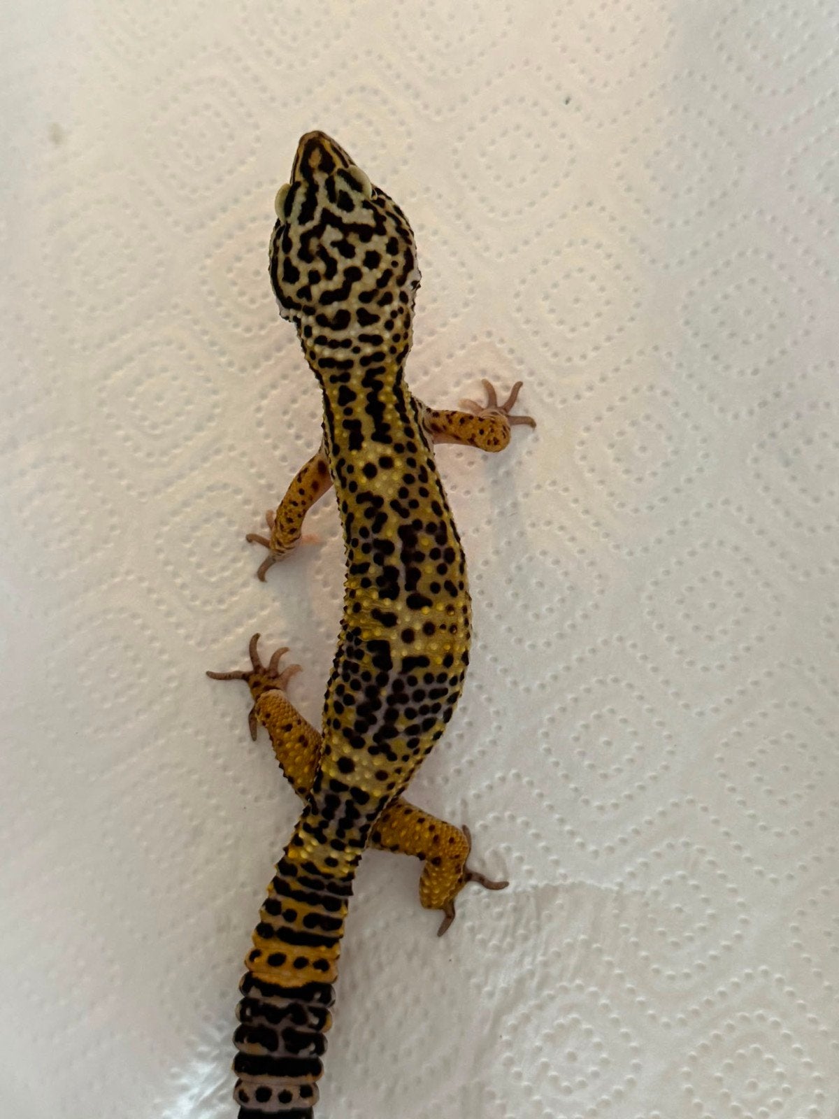 1.0 luipaardgekko wildkleur het blacknight Leopard Gecko - male for sale from hoeksema1977