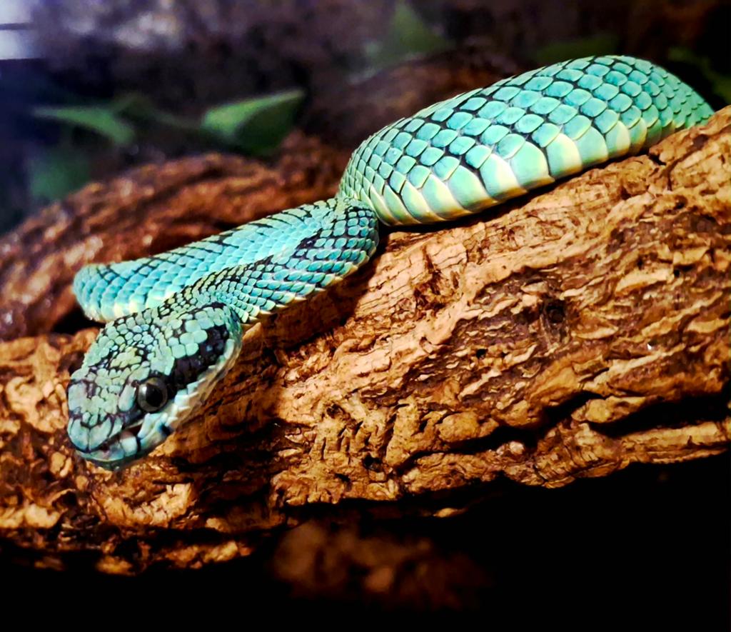 Trimeresurus Trigonocephalus Reticulated Python - male for sale from T