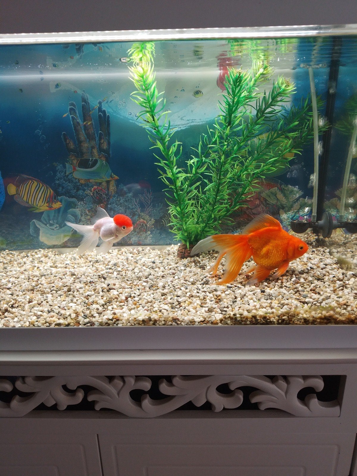 aquarium met 3 sluierstaarten, Vis