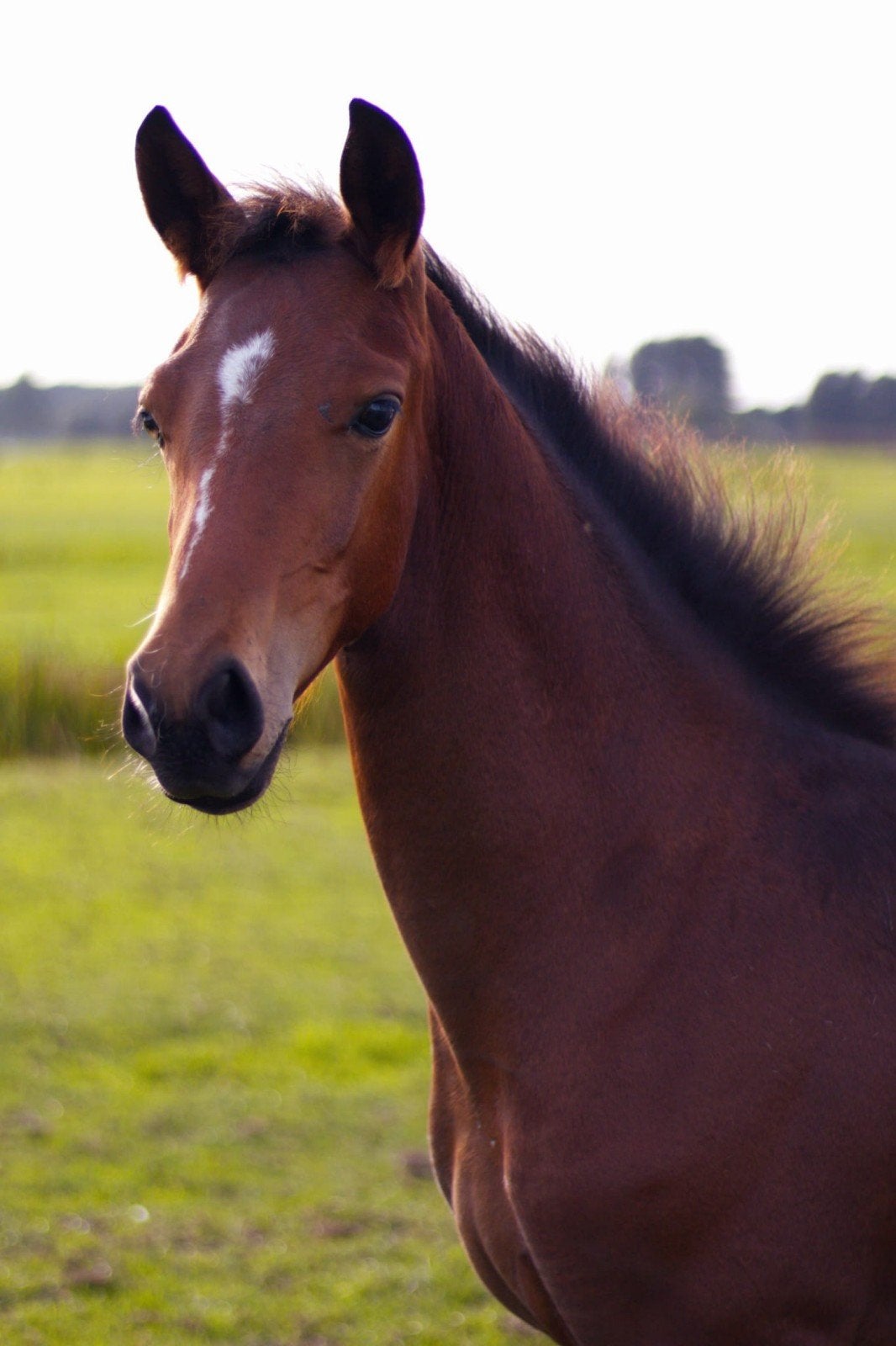 **Prachtig luxe merrieveulen Indiana te koop**, Dieren en Toebehoren, Merrie, Dressuurpaard, Met stamboom, 0 tot 2 jaar