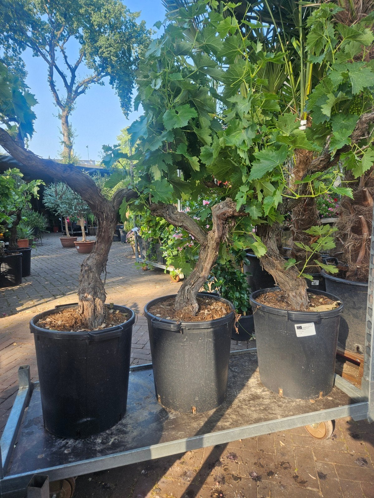 Vitis Vinifera Druiven op oude dikke stam: €149, Tuin en Terras, Planten | Bomen, Volle zon, Ophalen of Verzenden, 100 tot 250 cm