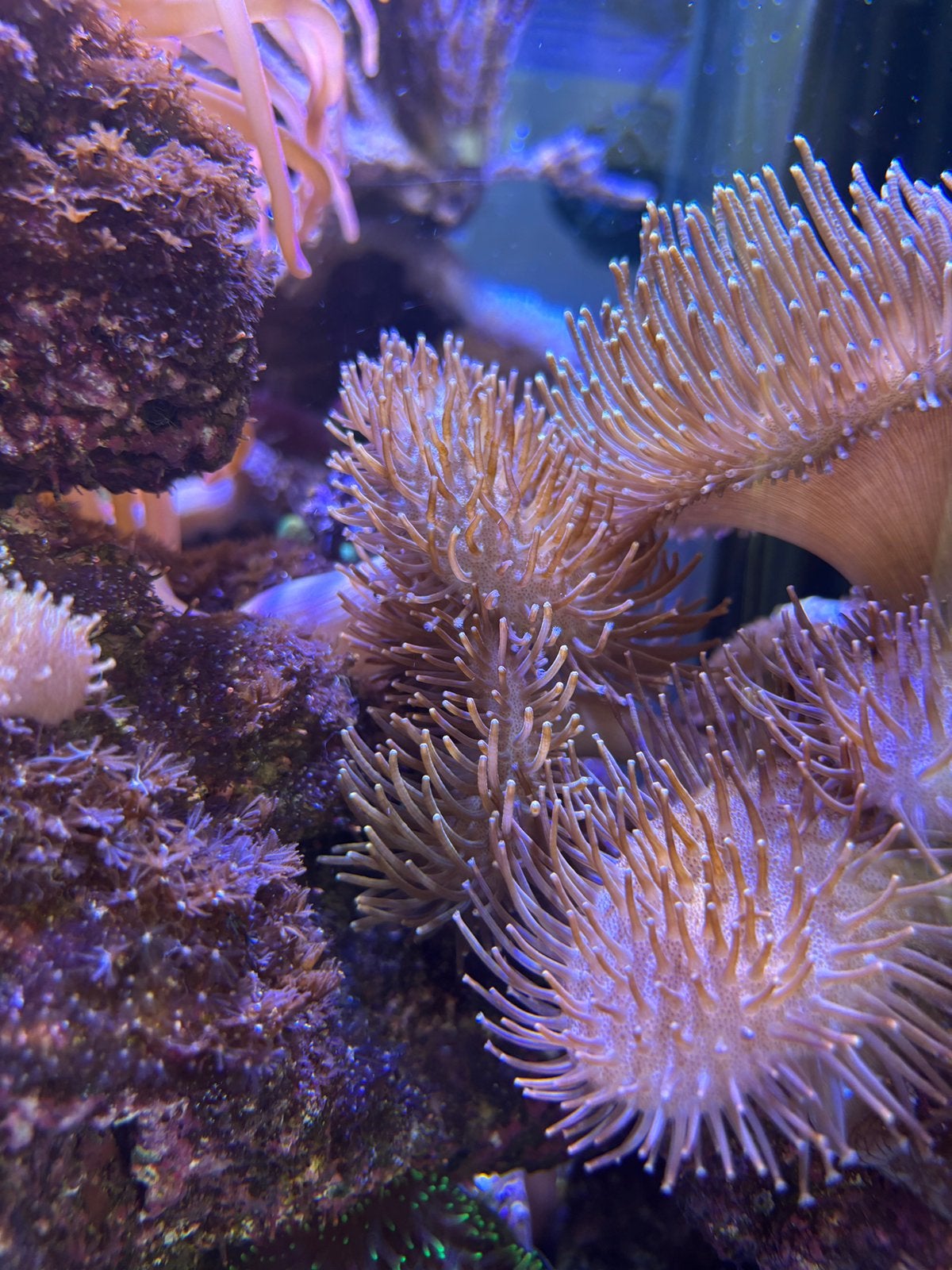 Koraal lederkoraal softkoraal zeeaquarium toadstool, Dieren en Toebehoren, Overige typen