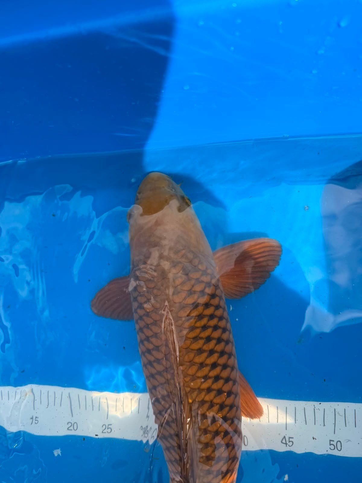 Chagoi +/- 60 cm, Dieren en Toebehoren, Karper of Koi