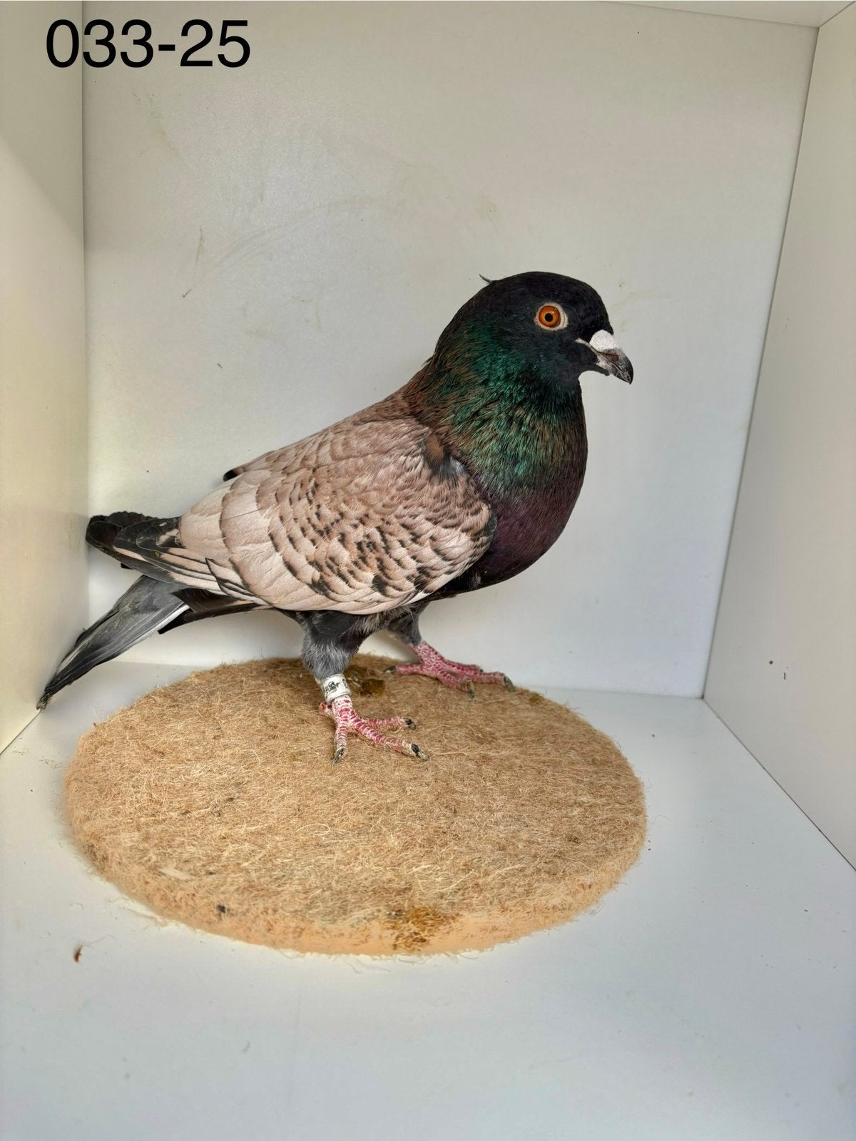 Kleurpostduiven koppels te koop, Dieren en Toebehoren, Meerdere dieren, Overige soorten