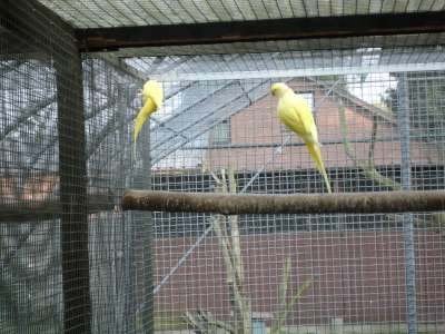 kweekkoppels halsbanden, Dieren en Toebehoren, Meerdere dieren, Parkiet, Geringd