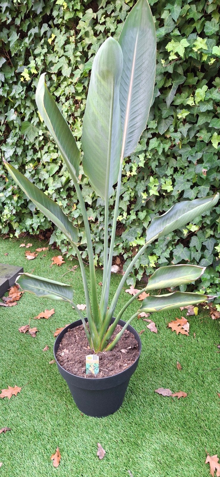 Strelizia Reginae (Paradijsbloem), Volle zon, Vaste plant, Winter, Ophalen