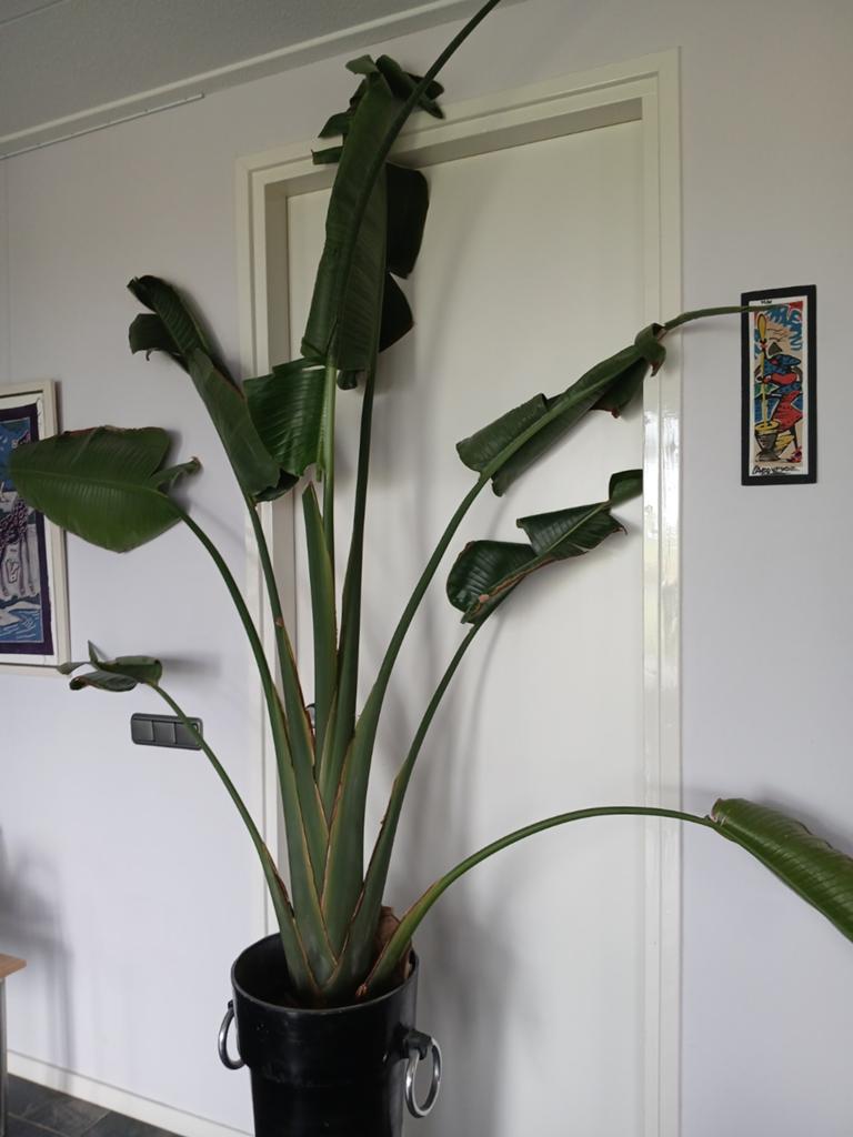 Grote Strelitzia Nicolai (Paradijsvogelplant) in pot, Huis en Inrichting, Ophalen, In pot, Halfschaduw