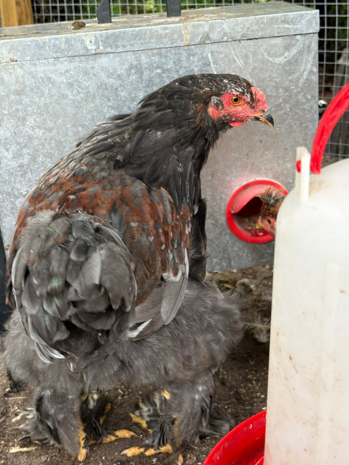 2 brahma groothoender hanen van april 2026 zoeken nieuw huis, Dieren en Toebehoren, Pluimvee, Mannelijk, Kip