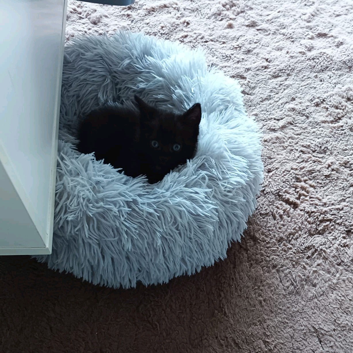 Kittens