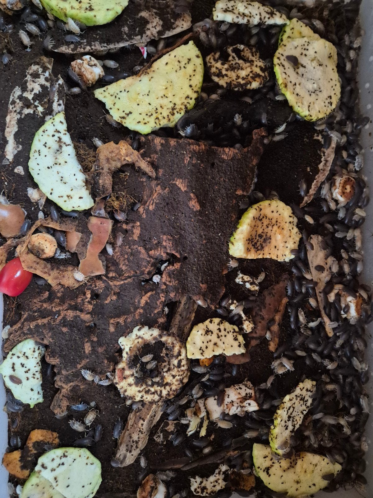 grote kweek isopods., Overige soorten, 0 tot 2 jaar