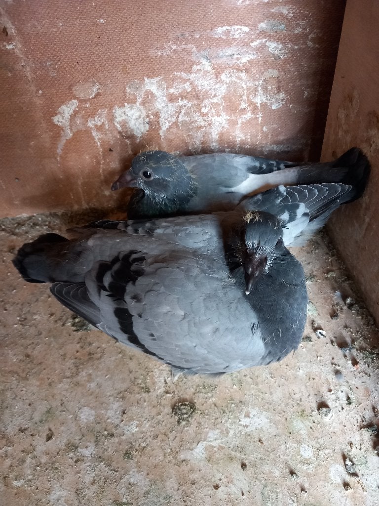 postduiven, Meerdere dieren, Postduif