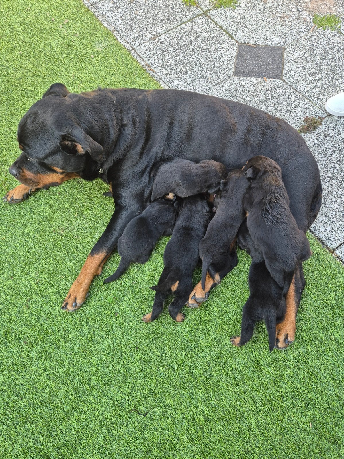 Rottweiler puppys, Dieren en Toebehoren, 8 tot 15 weken, Meerdere, Meerdere dieren, CDV (hondenziekte)