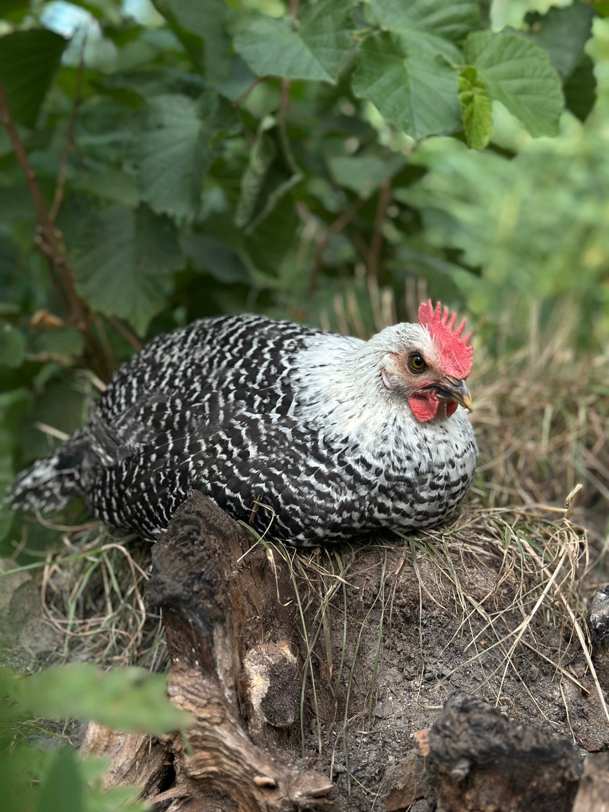 Chaamse Hoender hanen 8 weken oud, Dieren en Toebehoren, Mannelijk, Kip