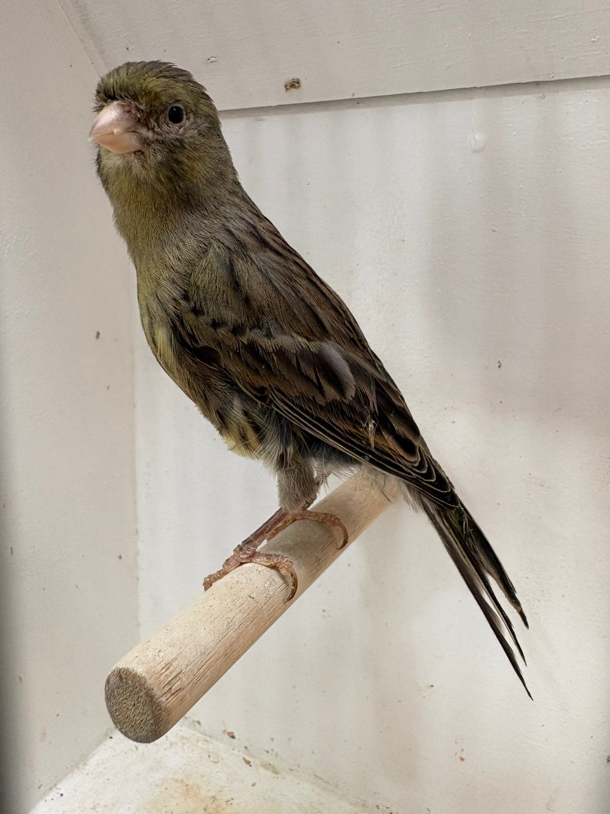 Kanarie pop, Vrouwelijk, Kleurkanarie