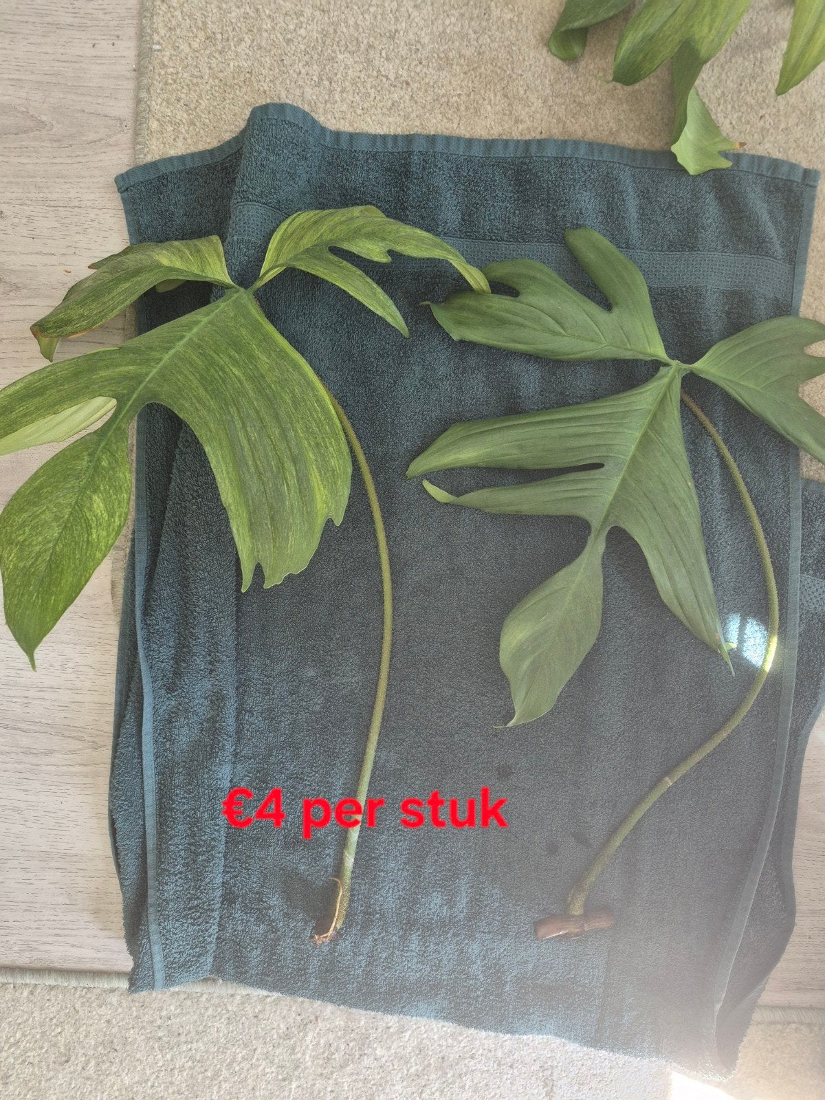 Stekken (philodendron, begonia etc.), Huis en Inrichting, Kamerplanten, Overige soorten, Minder dan 100 cm, Groene kamerplant