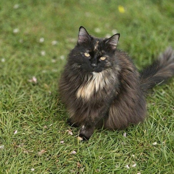 lieve knuffelkat zoekt een gouden mand, Poes