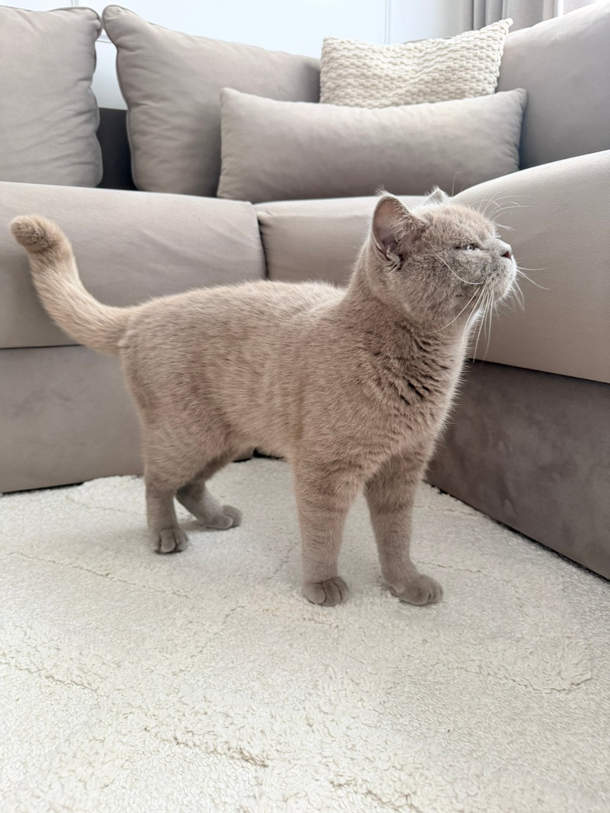 Lieve Britse Korthaar kater geboren op 19sep 2025, Dieren en Toebehoren, Katten en Kittens | Raskatten | Korthaar, Kater, 0 tot 2 jaar