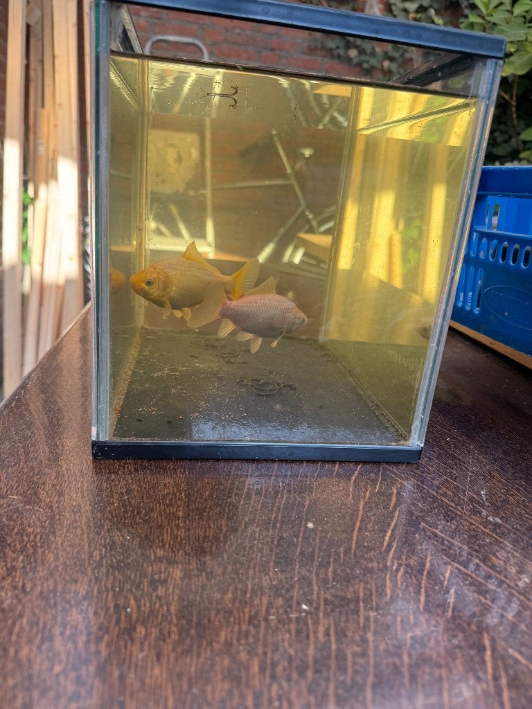 Goudvissen, Dieren en Toebehoren, Goudvis(sen)