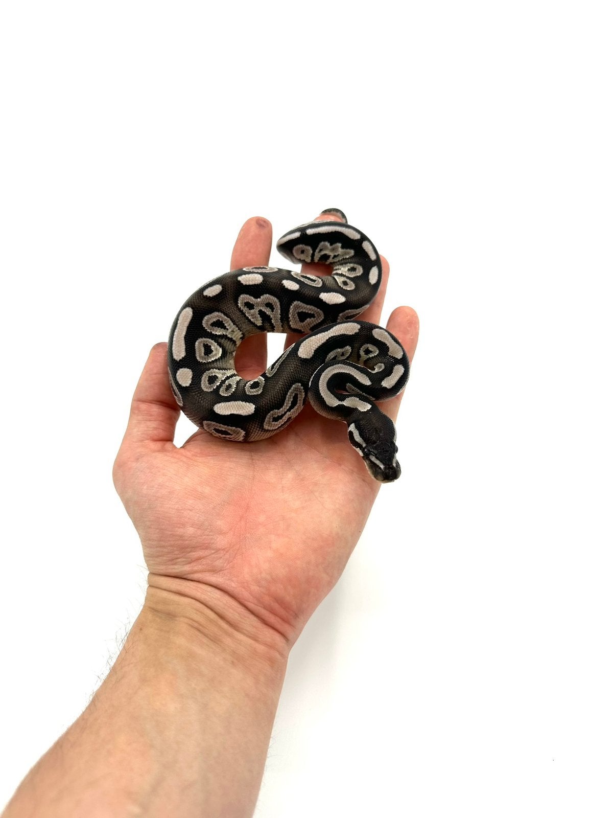 Diverse Python regius - koningspythons Ball Python photo 16