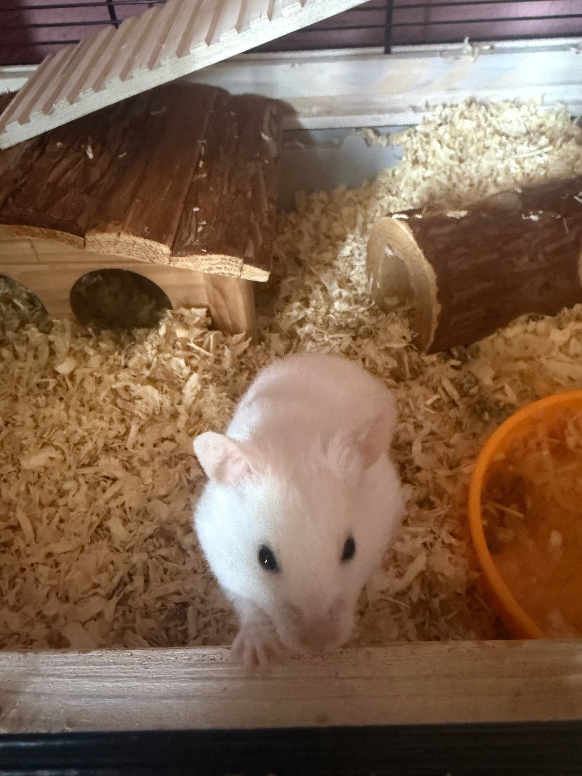 Syrische hamster mannetje, Dieren en Toebehoren, Knaagdieren, Hamster, Februari, Mannelijk, Tam