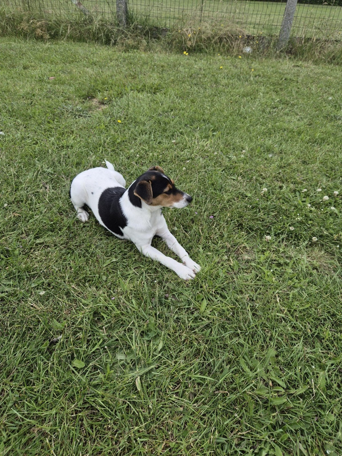 Boerenfox teef pup, Parvo, Teef, Eén hond, Nederland