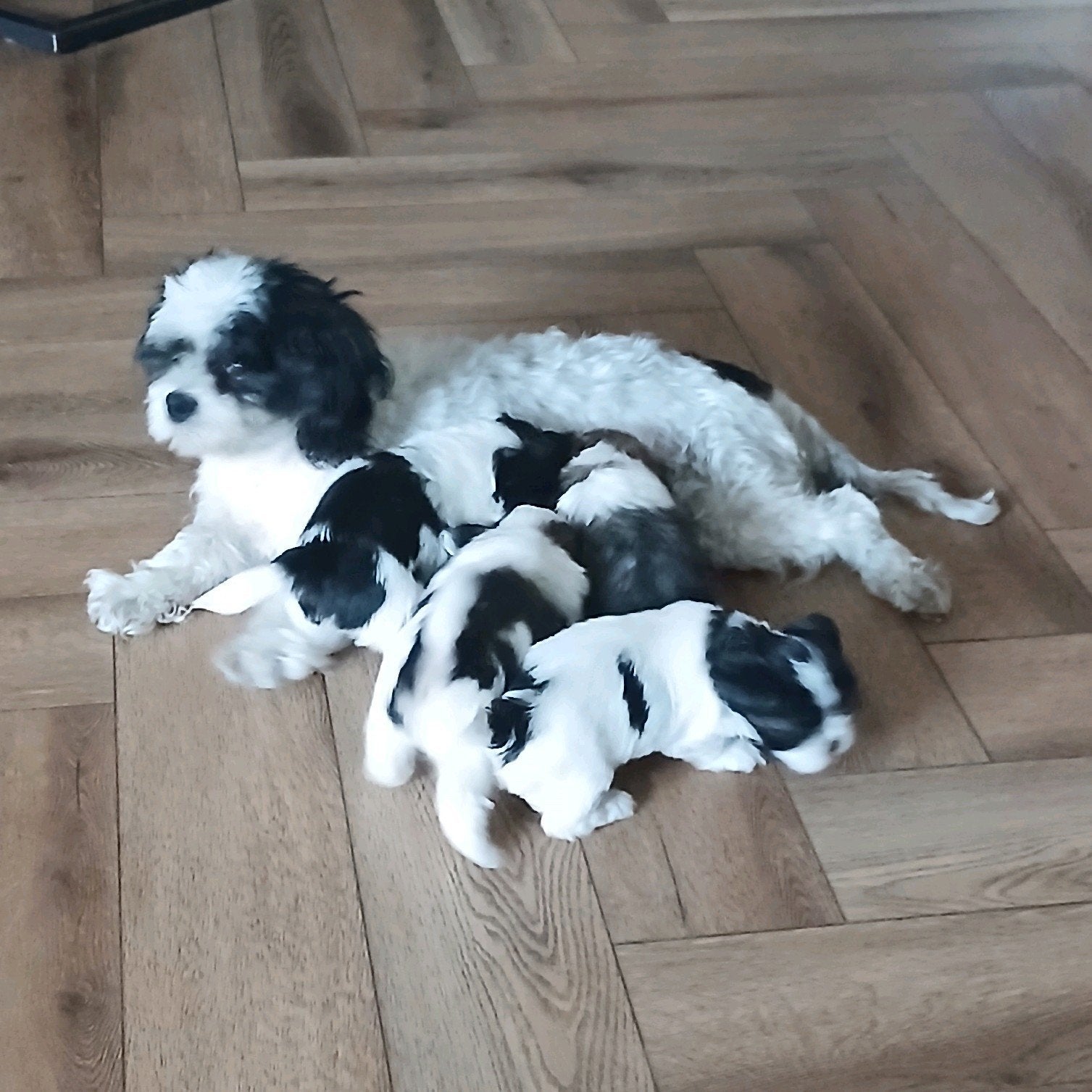 super schattige boomers pups, Dieren en Toebehoren, 8 tot 15 weken, Teef, Parvo, Meerdere