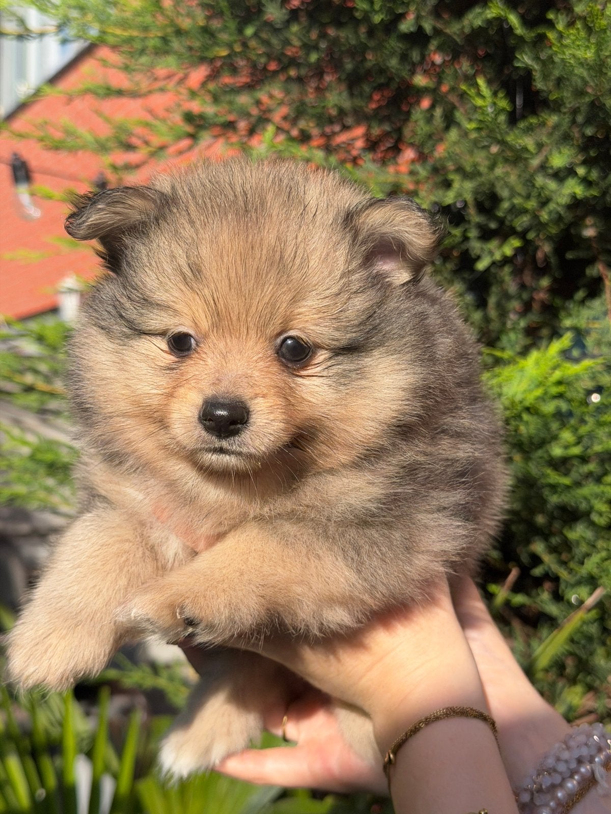 Pomeriaan pup sable merle, Dieren en Toebehoren, Keeshond, Reu, Meerdere, Nederland