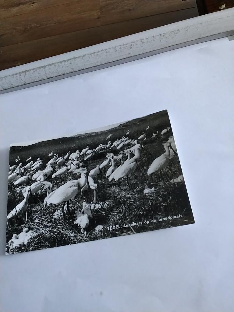 TEXEL. LEPELAARS OP DE BROEDPLAATS 1961, Ophalen of Verzenden, 1960 tot 1980, Waddeneilanden