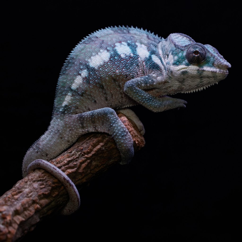 furcifer pardalis - Panter kameleon Chameleon - female for sale from De Kaaiman