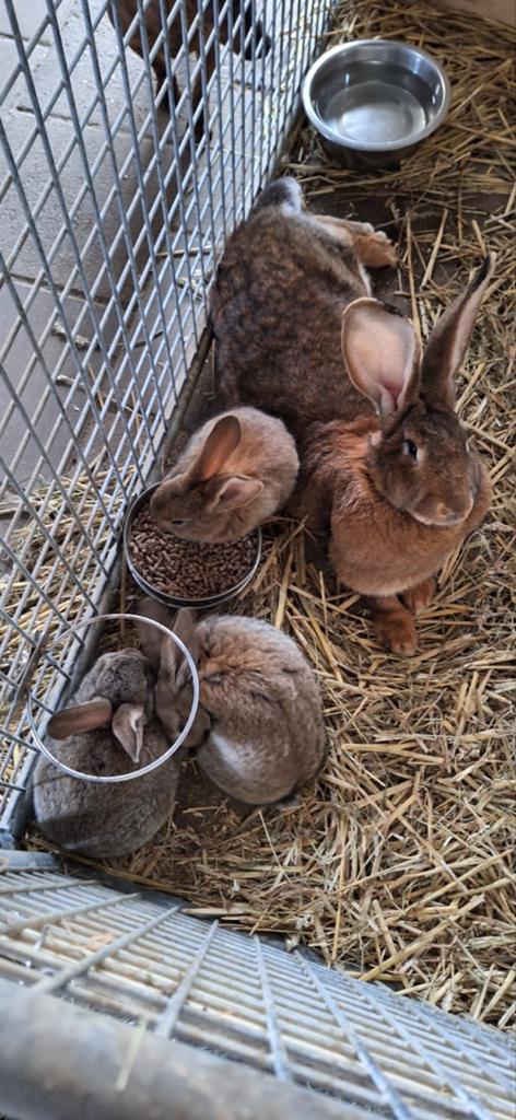 Voedster met 3 jongen T.E.A.B, Dieren en Toebehoren, Konijnen, Vrouwelijk, Groot