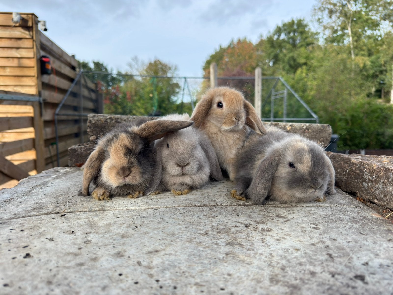 Nederlandse hangoor dwerg x minilop, Dieren en Toebehoren, Vrouwelijk, Dwerg, Hangoor