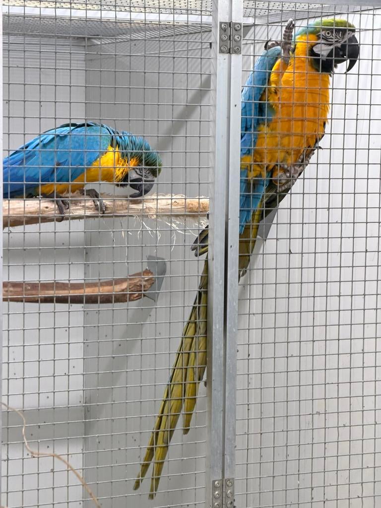 Prachtig en Goed klikkend koppel Blauw Gele Ara’s., Meerdere dieren, Papegaai, Geringd